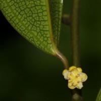 Hypserpa nitida Miers ex Benth.